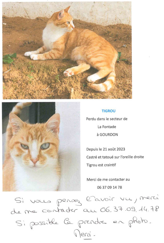Tigrou - chat perdu dans le secteur de La Fontade à Gourdon depuis le 21 août 2023. Castré et tatoué sur l’oreille droite. Tigrou est craintif. Merci de me contacter au 06 37 09 14 78.